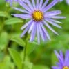 ASTER X Frikartii 'Monch' 1 ASTER X Frikartii 'Monch' -Perennia Bloom Shop aster x frikartii monch 9230759