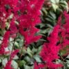 ASTILBE 'Fanal' (x Arendsii) 1 ASTILBE 'Fanal' (x Arendsii) -Perennia Bloom Shop astilbe fanal x arendsii 6270947