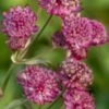 ASTRANTIA Major 'Abbey Road' PBR 2 ASTRANTIA Major 'Abbey Road' PBR -Perennia Bloom Shop astrantia abbey road web 8070773 2
