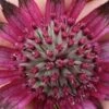 ASTRANTIA 'Burgundy Manor' -Perennia Bloom Shop astrantia burgundy manor 2