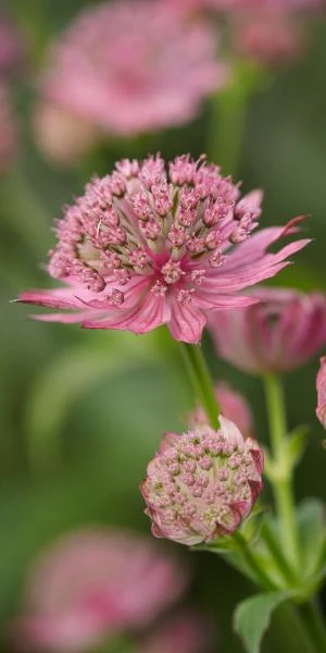 ASTRANTIA Major 'Pink Pride' 4 ASTRANTIA Major 'Pink Pride' - Image 2