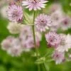ASTRANTIA Major Var. Rosea 2 ASTRANTIA Major Var. Rosea -Perennia Bloom Shop astrantia major rosea