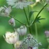 ASTRANTIA Major 1 ASTRANTIA Major -Perennia Bloom Shop astrantia major web