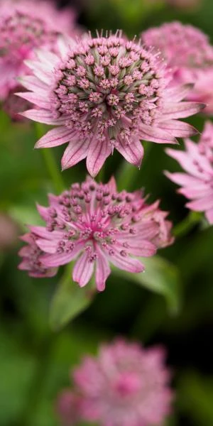 ASTRANTIA Major 'Pink Pride' 3 ASTRANTIA Major 'Pink Pride'