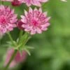 ASTRANTIA 'Roma' PBR -Perennia Bloom Shop astrantia roma 6130106