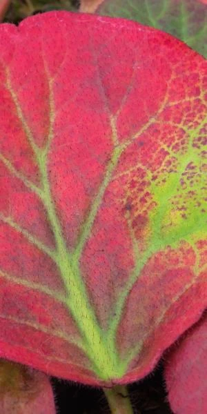 BERGENIA Ciliata 4 BERGENIA Ciliata - Image 2