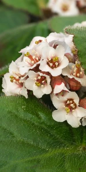 BERGENIA Ciliata 3 BERGENIA Ciliata