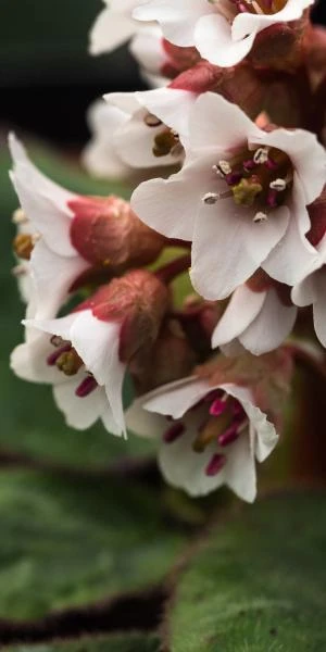 BERGENIA Ciliata 5 BERGENIA Ciliata - Image 3