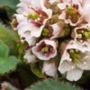 BERGENIA Ciliata 'Wilton' -Perennia Bloom Shop bergenia ciliata wilton 2060456 2