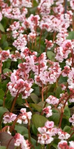 BERGENIA 'Harzkristall' -Perennia Bloom Shop bergenia hartzkristal 3140481