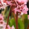 BERGENIA 'Harzkristall' -Perennia Bloom Shop bergenia hartzkristal 3210058