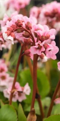 BERGENIA 'Harzkristall'