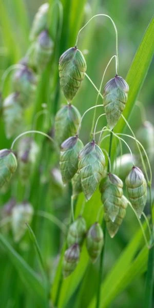 BRIZA Maxima 3 BRIZA Maxima