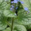 BRUNNERA Macrophylla 'Alexanders Great' PBR 2 BRUNNERA Macrophylla 'Alexanders Great' PBR -Perennia Bloom Shop brunnera alexander s great 2060453