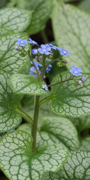 BRUNNERA Macrophylla 'Alexanders Great' PBR 3 BRUNNERA Macrophylla 'Alexanders Great' PBR