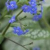 BRUNNERA Macrophylla 'Jack Frost' PBR -Perennia Bloom Shop brunnera jack frost 4040019
