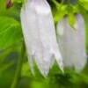 CAMPANULA 'Burghaltii' -Perennia Bloom Shop campanula burgaltii 2