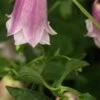 CAMPANULA Takesimana 'Elizabeth II' -Perennia Bloom Shop campanula elizabeth 11 5220756 2