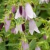 CAMPANULA Iridescent Bells ('Iribella' PBR) -Perennia Bloom Shop campanula irridescent bells 2 3