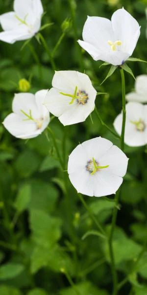 CAMPANULA Jenny ('Harjen') 3 CAMPANULA Jenny ('Harjen')