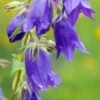 CAMPANULA 'Kent Belle'