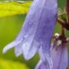 CAMPANULA 'Paul Furse' -Perennia Bloom Shop campanula paul furse 8080272