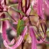 CAMPANULA 'Pink Octopus' PBR -Perennia Bloom Shop campanula pink octopus 310372 2
