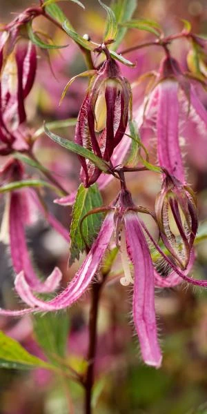 CAMPANULA 'Pink Octopus' PBR 3 CAMPANULA 'Pink Octopus' PBR