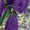 CAMPANULA 'Sarastro' -Perennia Bloom Shop campanula sarastro 3
