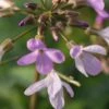 CARDAMINE Quinquefolia 2 CARDAMINE Quinquefolia -Perennia Bloom Shop cardamine quinquefolia 3060108 2
