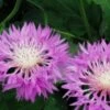 CENTAUREA 'John Coutts' -Perennia Bloom Shop centaurea john coutts 2