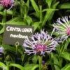 CENTAUREA Montana -Perennia Bloom Shop centaurea montana 5210095