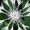 CENTAUREA Montana 'Alba' 1 CENTAUREA Montana 'Alba' -Perennia Bloom Shop centaurea montana alba 2