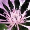 CENTAUREA Montana 'Carnea' -Perennia Bloom Shop centaurea montana carnea
