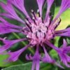CENTAUREA Montana Purple -Perennia Bloom Shop centaurea montana purple