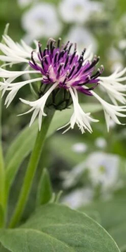 CENTAUREA Montana 'Purple Heart'