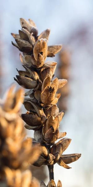 CHELONE Glabra 4 CHELONE Glabra - Image 2