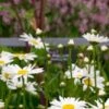 LEUCANTHEMUM Vulgare 'Maikonigin' -Perennia Bloom Shop chelsea 2017 5220456