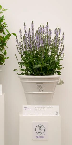 SALVIA Sylvestris 'Crystal Blue' PBR (Color Spires Series) 4 SALVIA Sylvestris 'Crystal Blue' PBR (Color Spires Series) - Image 2