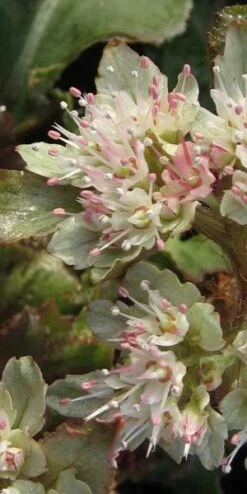 CHRYSOSPLENIUM Macrophyllum