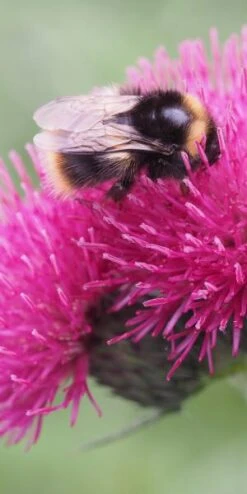 CIRSIUM Rivulare 'Atropurpureum' -Perennia Bloom Shop cirsium rivulare atropurpurea