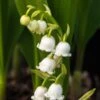 CONVALLARIA Majalis -Perennia Bloom Shop convallaria majalis 5240470