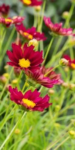 COREOPSIS 'Mercury Rising' (Big Bang Series) PBR