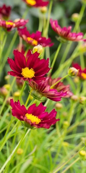 COREOPSIS 'Mercury Rising' (Big Bang Series) PBR 3 COREOPSIS 'Mercury Rising' (Big Bang Series) PBR