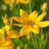 COREOPSIS Verticillata 'Grandiflora' 1 COREOPSIS Verticillata 'Grandiflora' -Perennia Bloom Shop coreopsis verticilliata grandiflora 2