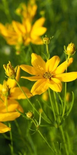COREOPSIS Verticillata 'Grandiflora'