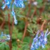 CORYDALIS Flexuosa 'China Blue' -Perennia Bloom Shop corydalis flexuosa china blue 3230151