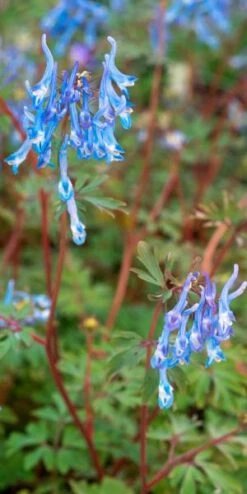 CORYDALIS Flexuosa 'China Blue'