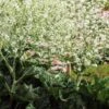 CRAMBE Cordifolia -Perennia Bloom Shop crambe cordifolia 2