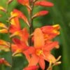 CROCOSMIA X Crocosmiiflora 'Debutante' -Perennia Bloom Shop crocosmia debutante 7270170 2